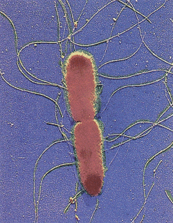 Salmonella spp. Salmonely jsou významnými původci alimentárních onemocnění. Roční incidence salmonelóz se v humánní populaci pohybuje kolem 270 případů na 100 000 obyvatel.