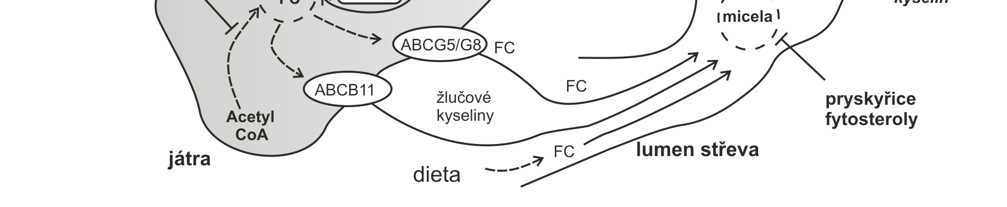 CR chylomikronový remnant, C volný cholesterol, DL lipoprotein o vysoké hustotě, IBAT střevní transportní molekula pro žlučové kyseliny, LCAT lecitin: cholesterol acyltransferasa, LDL lipoprotein o