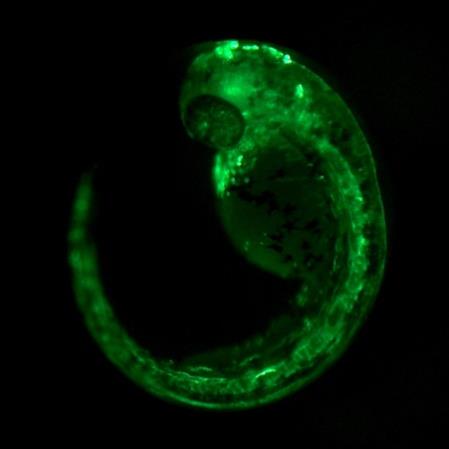 CYP19 mrna (fold induction) Indukce estrogenity po působení vzorků sinic Current experiments