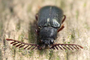 33 Elateridarium 8: 31-35, 2014 LITERATURA FRANC V., KOPECKÝ T. & KORENKO S. 2009: Selected arthropod groups of the Panský diel massif (Starohorské vrchy Mts, Slovakia).