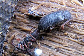 Cerophytum elateroides (Coleoptera, Elateridae) Poznámky k jeho rozšíření, nový druh pro faunu Srbska Obr. 4. Hungary. Mátra Mountains, VI.2011, dutina buku, biotop C.