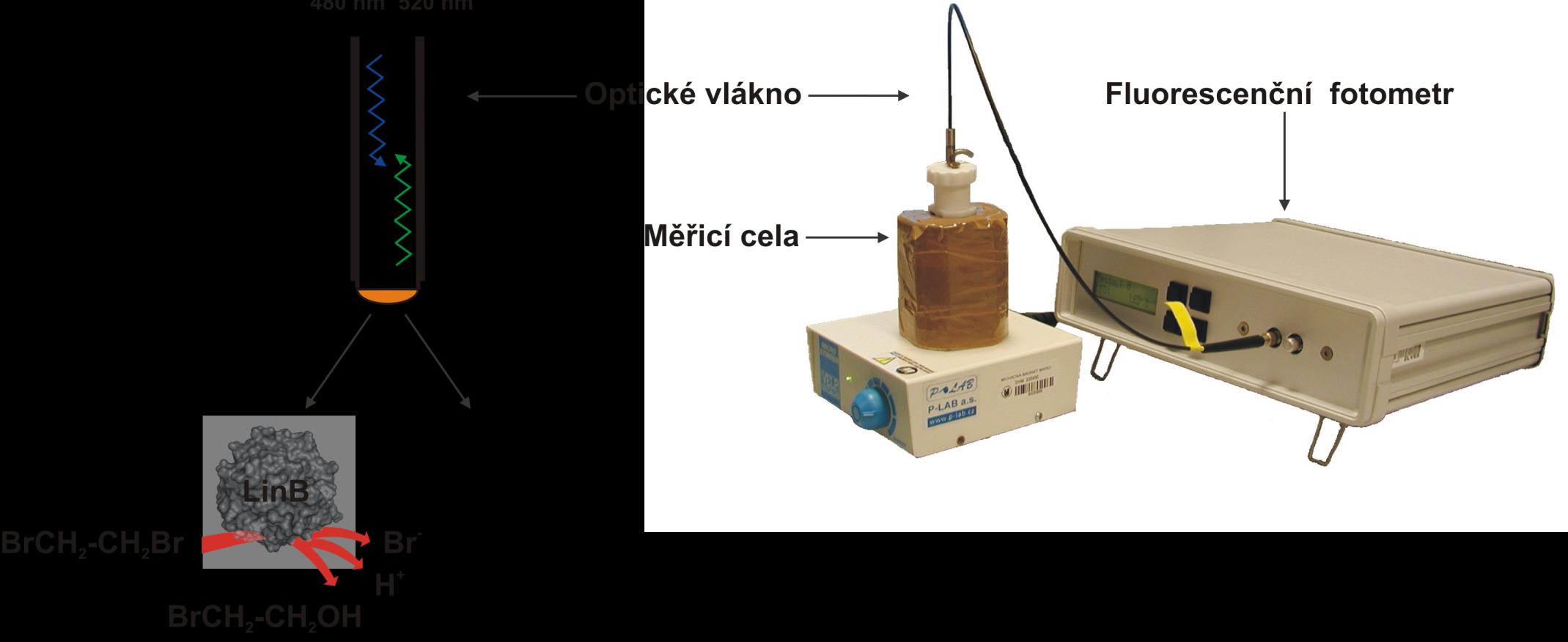 Design biosenzoru Prototyp optického biosenzoru založeného na