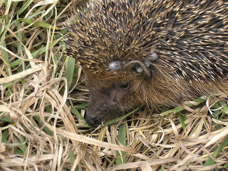 VÝVOJ Klíšťata se vyvíjí ve třech stádiích, během nichţ vystřídají tři hostitele. Dospělí samci jiţ nepřijímají potravu, pouze vyhledají samičku, s níţ se spáří a pak zahynou.