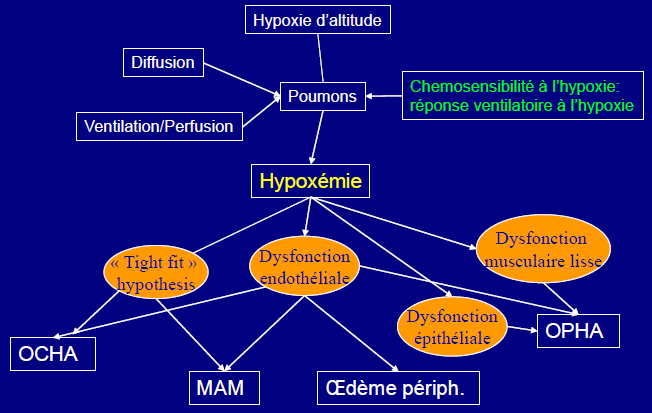 Prediction of susceptibility to high alltitude illness Jean-Paul Richalet, Paris, France Předpověď náchylnosti ke vzniku výškové nemoci Patofyziologie