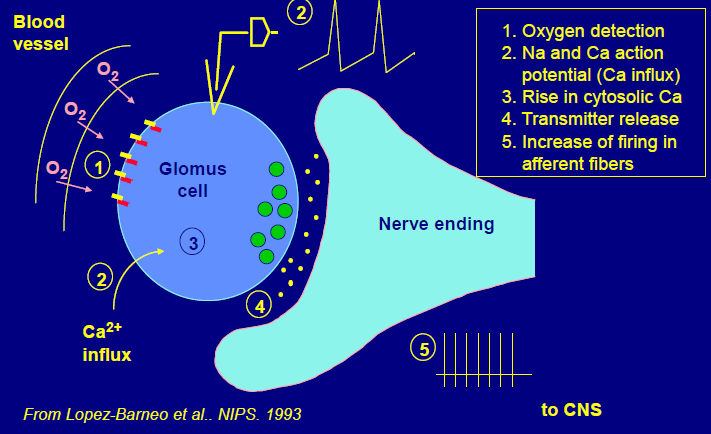 Prediction of susceptibility to high alltitude illness Jean-Paul Richalet, Paris, France Předpověď náchylnosti ke vzniku výškové nemoci Chemoreceptory a hypoxická