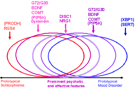 Paměť -LTP Paměť -LTP Neuronální vývoj, synaptogeneze, myelinizace Metabolismus katecholaminů