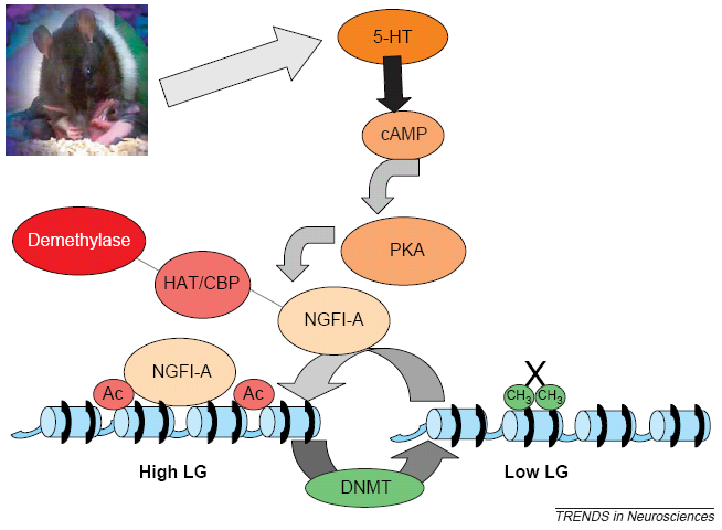 Jak maminky programují genom serotonin Mazlení (LG) Demetyláza Proteinkináza A Nervový