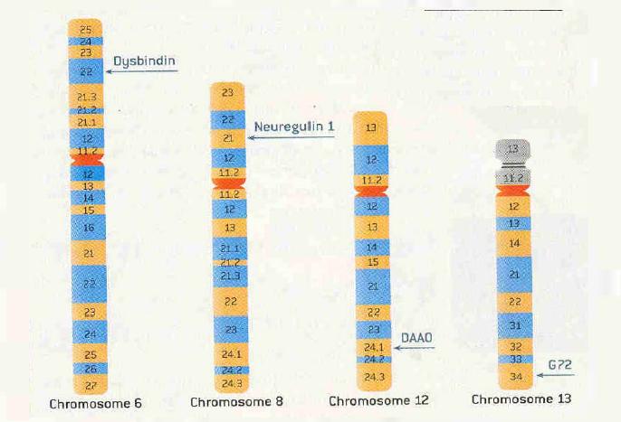 Genetické riziko Dysbindin Neuregulin 1 DAAO G72