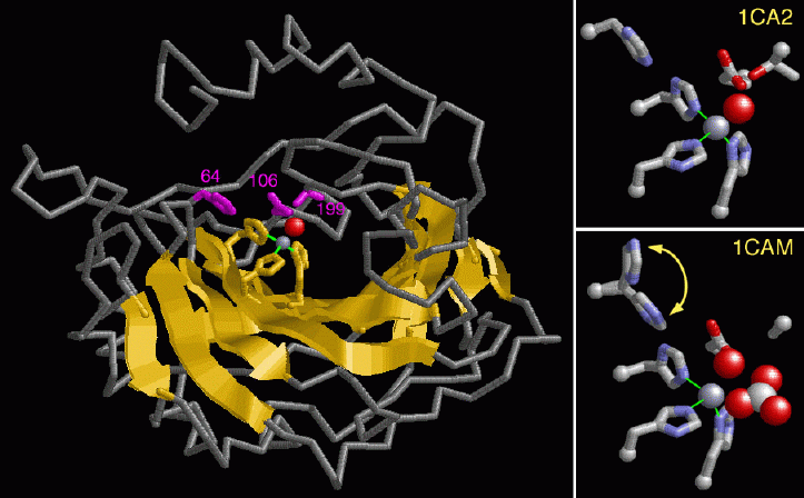 1.2. INHIBITORY KARBOANHYDRÁZY MÚ: inhibují aktivitu enzymu karboanhydrázy v ciliárním tělísku, tím zpomalují tvorbu nitrooční tekutiny V monoterapii : aplikace 3x denně, při kombinační léčbě 2-3x