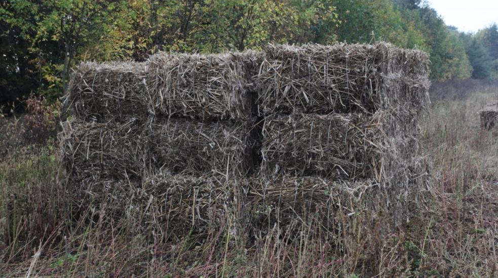 Hemp harvesting (Krasnodar region, Sep.