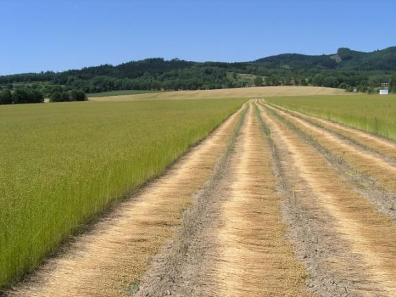 Rosený stonek lnu přadného je nepotravinářská zemědělská komodita,