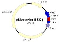 1267 a 1694 pb (2160 466 = 1694; 2961 1694 = 1267) 5. pbs/(ecori + ScaI); lin. 1136 a 1825 pb (2526 701 = 1825; 2961 1825 = 1136) 6. pbs/(bgli + ScaI); lin.