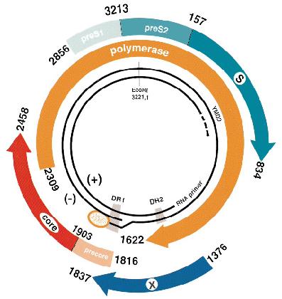 HBV Varianty Wild type Nemutovaná HBeAg-pozitivní varianta Smíšená infekce Basal core promoter mutace (až 44 % chronických infekcí) [1,2] Precore mutace (až 27% chronických infekcí) [2] Precore a