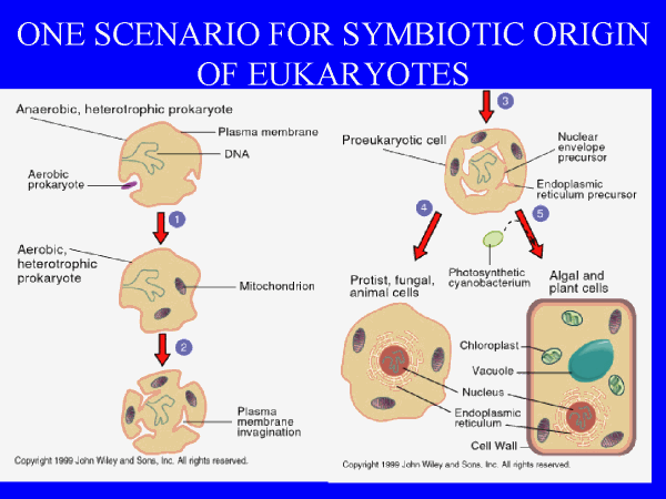 Endosymbiotická teorie From: http://www.uic.