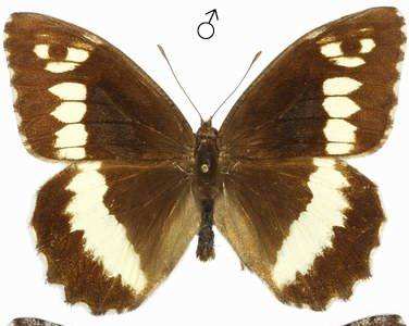 otakárek fenyklový (Papilio machaon) - hlavní znaky Výrazná je černá kresba lemující okraje jinak žlutavých křídlech. Na zadních křídlech s vlnkovitým okrajem střídá černou barvu modrá.