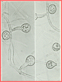Fusarium oxysporum Fo47 (nepatogenní kmen) Biopreparát firma Cílový patogen Typ Stát Biofox C Fusaclean SIAPA, Natural Plant Protection Fusarium oxysporum,