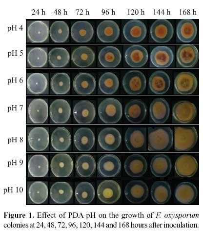 Fusarium oxysporum Fo47 (nepatogenní kmen) Confocal laser scanning microscopy analysis of the phytopathogenic Fusarium oxysporum f. sp.