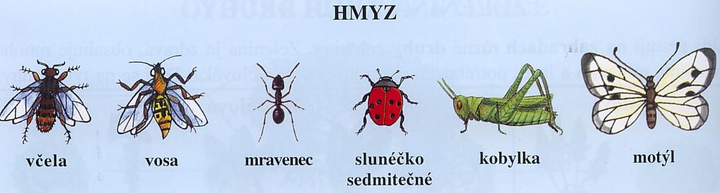 Hmyz Hmyz je nejpočetnější skupina živočichů. Nejznámější jsou brouci, motýli, včely, čmeláci, vosy a mravenci.