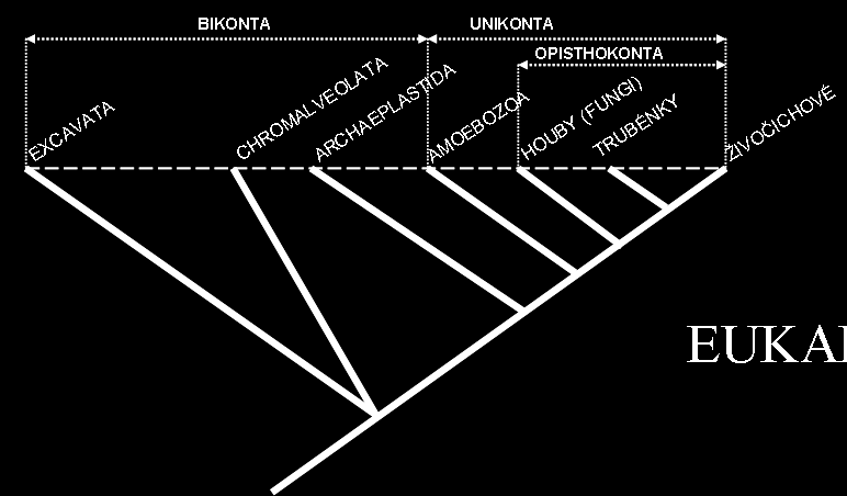 PŘÍLOHY: KLADOGRAMY VYBRANÝCH TAXONOMICKÝCH SKUPIN EUKARYA Kroužkovci Měkkýši Hlístice Členovci Ploštěnci