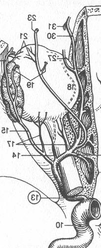 A. SPHENOPALATINA A AA. ETHMOIDALES Pohled na levou boční stěnu dutiny nosní a.carotis int Pohled zhora a.supraorbitalis 2 3 1 1 4 2 3 aa. palatinae minores a.lacrimalis a.c.i. a. palatina major a.c.e. a.ciliares post.