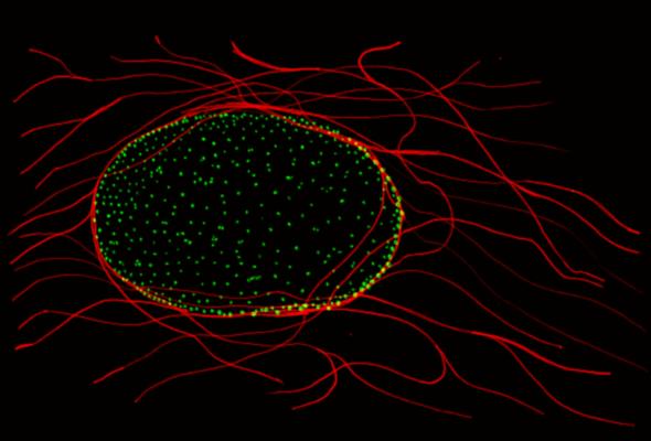 STED microscopy