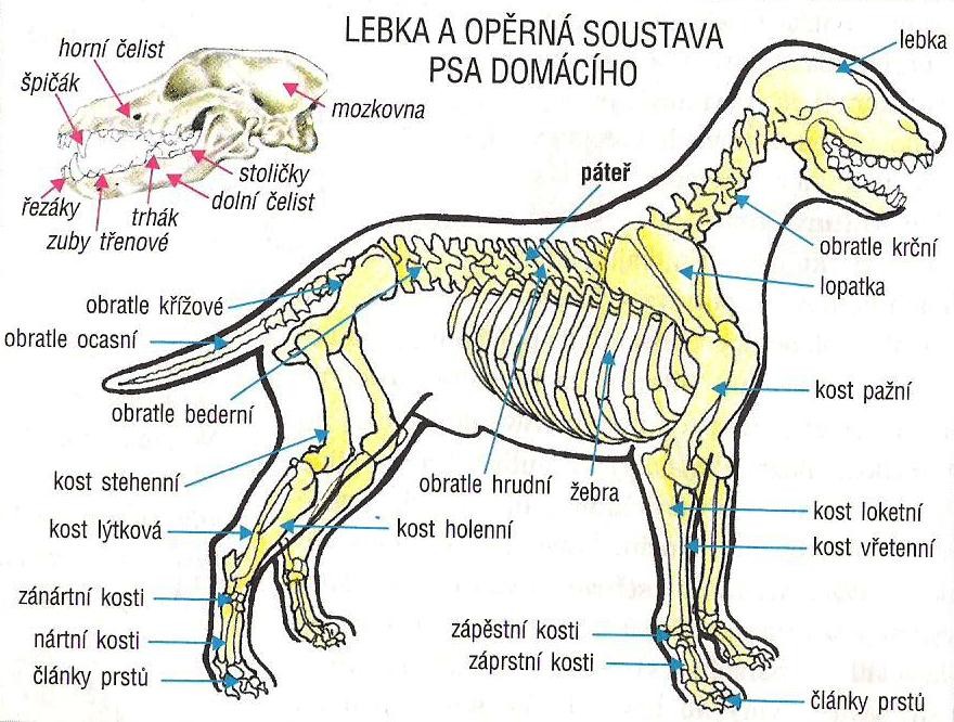 VNITŘNÍ STAVBA TĚLA ORGÁNOVÉ SOUSTAVY SOUSTAVA TĚLNÍHO POKRYVU Tělo pokrývá silná kůže, porostlá srstí, tvořená dvěma vrstvami pokožkou a škárou.