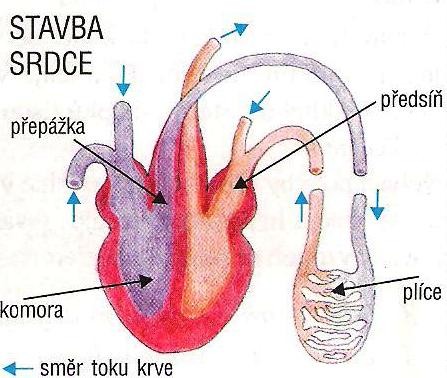 SOUSTAVA DÝCHACÍ (DS) FUNKCE: příjem kyslíku a výdej oxidu uhličitého, regulace teploty těla DS dýchcí cesty a plíce Dýchací cesty dutina nosní, nosohltan, hltan, hrtan (hrtanová záklopka, hlasivky),