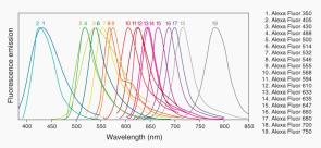 FCS, FLIM, FRET 3 1 2 FLUORESCENCE JABLONSKI DIAGRAM Vlastnost molekul: e - absorbují photony and tím získávají energii Část této energie je emitována jako fluorescence Emise probíhá v delších