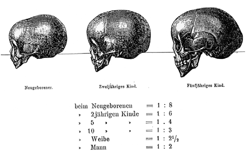 Obr. 4.2: Na obrázku poměr obličejové části ke kraniu: novorozenec (1:8) 2 roční dítě (1:6) pětileté dítě (1:4); (dále, mimo obrázek, byl určen jako 1:3 u desetiletých dětí, 1:2.5 u žen a 1:2 u mužů).
