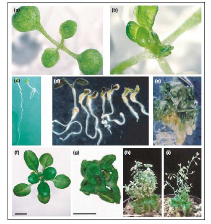 Hsp90 a fenotypová plasticita 7 Hsp90 arabidopsis: 4