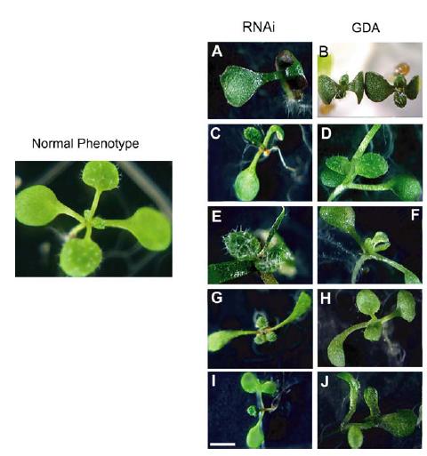 Hsp90 a fenotypová plasticita Similar morphological phenotypes of seedlings with reduced HSP90 function