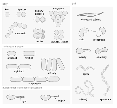 dvojicích označované jako diplobacily (např. Moraxella), v řetízcích (většina bakterií např. Bacillus, Lactobacillus) nebo v palisádách (Corynebacterium). Méně častým tvarem jsou koky (řec.