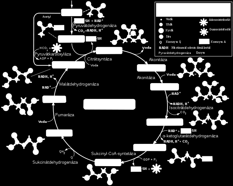 Obrázek 21: Citrátový cyklus (wikipedie, Citric acid cycle, GFDL, License migration redundant) Citrátový cyklus slouţí mikroorganismŧm jako zdroj látek pro syntézu buněčných sloţek.