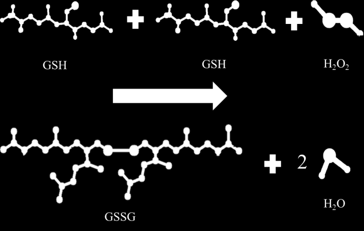 významná thiolová sloučenina, tripeptid γ-l-glutamyl-l-cysteinylglycin, vzniká v játrech nejznámější a nejrozšířenější peptid přítomný ve všech buňkách těla poprvé byl izolován v roce 1921 z droždí