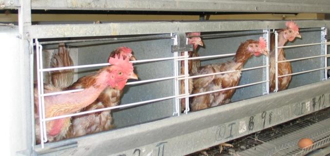 EUROGROUP for Animal Welfare http://www.eurogroupanimalwelfare.