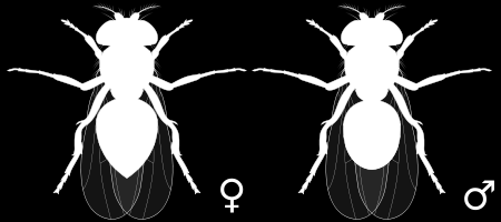 13 Modelový organizmus Drosophila melanogaster 13.