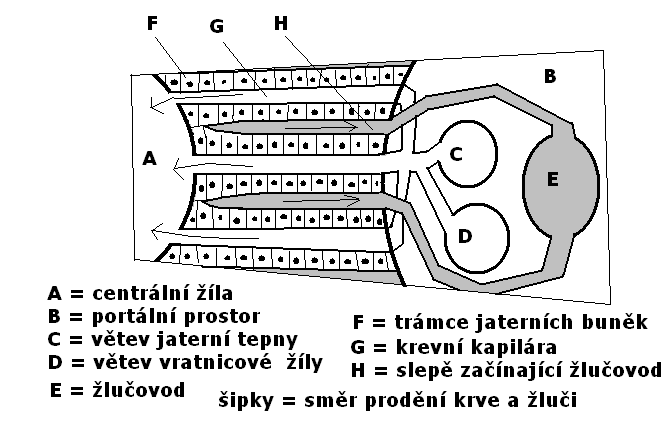 Játra jsou metabolickou továrnou ; která má tři hlavní role v metabolismu člověka: Role v metabolismu cukrů (glycidů): V játrech se ze vstřebaných monochacharidů tvoří polysacharid glykogen, coţ je