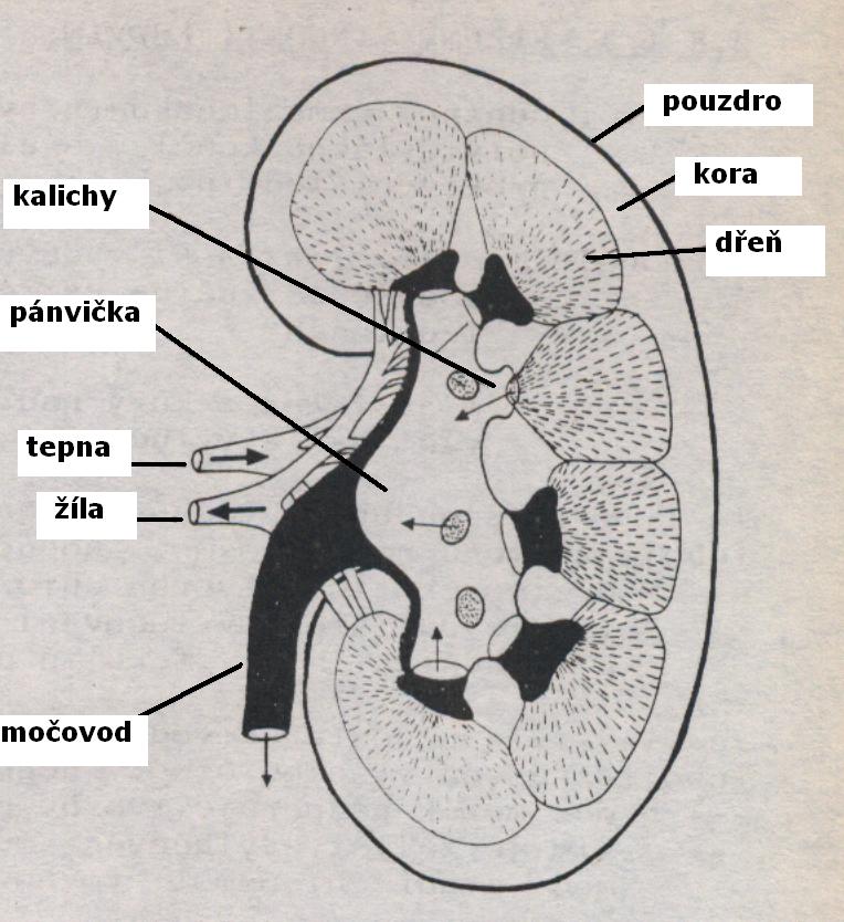 Kora obsahuje zejména ledvinná klubíčka (glomeruly), dřeň je tvořena vývodnými močovými cestami vyúsťujícími do ledvinných kalichů; kalichy poté ústí do ledvinné pánvičky.