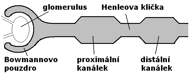 Z močového měchýře vystupuje močová trubice (utretra), kterou se moč vypuzuje navenek po uvolnění svěrače močového měchýře.