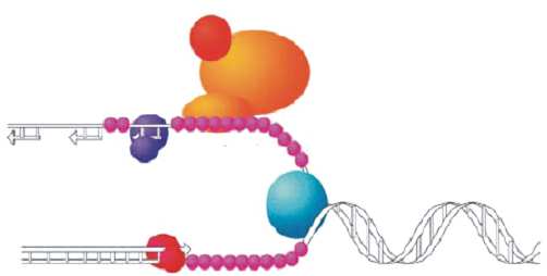 A B Pol α Helicase Restart replikace ds- DNA ds- DNA Pol Pol Pol δ/ ε Pol δ/ ε α ss- DNA ss- DNA CHK1 ATR ATRIP RPA α Helicase Helicase ds- DNA Aphidicolin ds- DNA ds- DNA Pol δ/ ε ds- DNA Obr. 10 A.