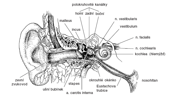 perilymfu vnitřního ucha. Svaly sluchových kůstek (m. tensor tympani a m.