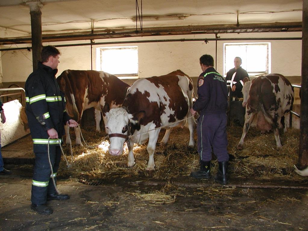 Krávy a býci - snaží se utrhnout a divoce kolem sebe bijí.