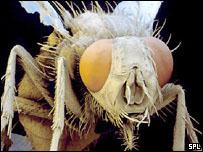 Moucha domácí (Musca domestica) Biologie: proměna dokonalá dospělec má hruď šedivou se 4