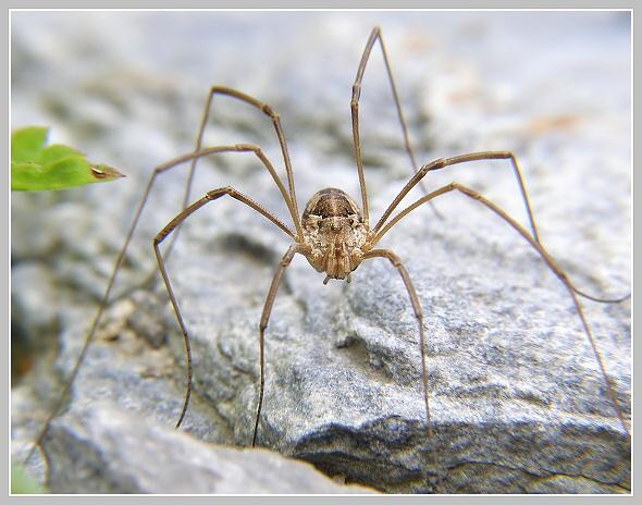 Biologie: podobní pavoukům, Sekáči (Opiliones) mají hlavohruď srostlou se zadečkem, čímž se liší od pavouků, mají dlouhé