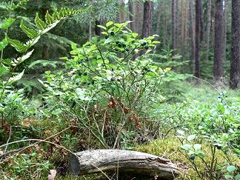 Borůvky - zdravá potravina z našich lesů Borůvka z Rakovnických lesů poblíž Kožlan Zdroj: Kolářová Alena - ECM Odkazy k článku Stránka 3 Aktuální situace na evropském trhu s potravinami není