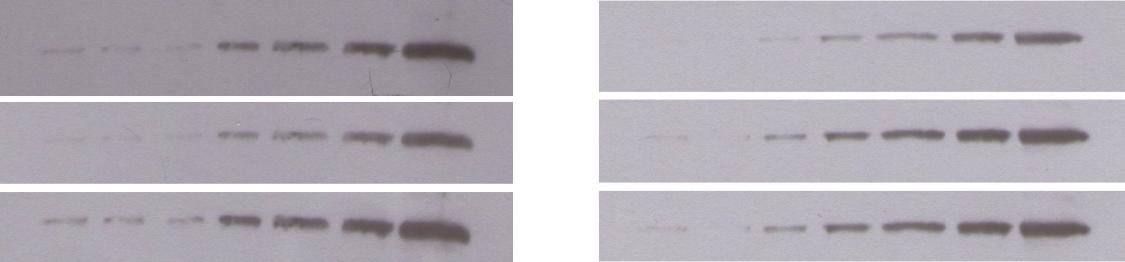 Při barvení gelu pomocí Bio-Safe byly viditelné poslední 4 bandy nejvyšších koncentrací nitrobsa (Obr. 27). Po nanesení luminolu a vyvolání na fotopapír ve fotokomoře, byly viditelné všechny bandy.