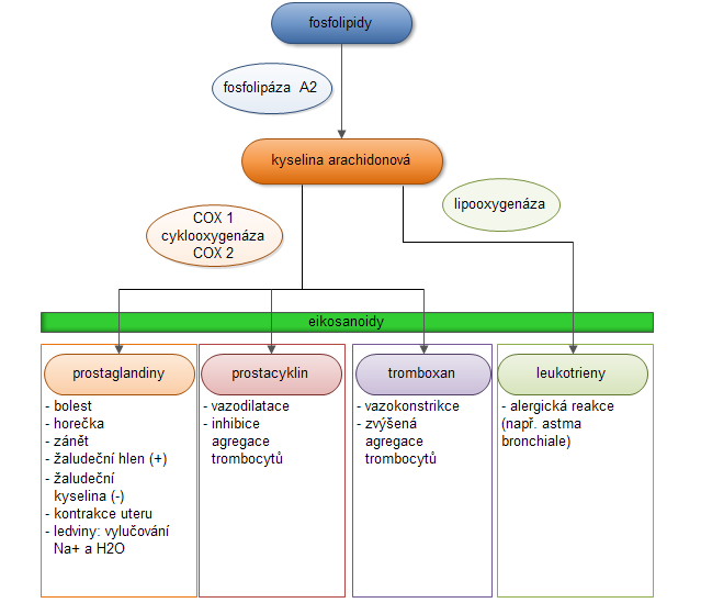 Obr. 1: Mechanismus vzniku eikosanoidů a jejich účinky [podle LÜLLMANN; MOHR; WEHLING, 2004] Kyselina acetylsalicylová Tento derivát kyseliny salicylové je neselektivní inhibitor cyklooxygenázy.