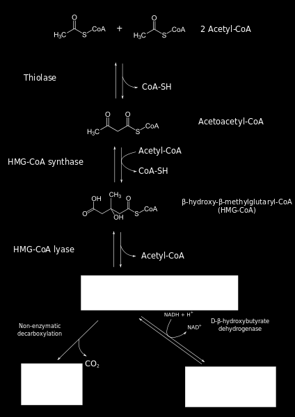 Ketogeneze játra Ketolátky CNS, srdce, http://www.wikipedia.org Deficit HMG-CoA lyázy Ak.