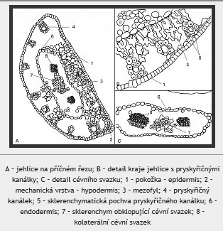 Preparát vlož do mikroskopu a postupně od nejmenšího zvětšení pozoruj struktury jehlic. 2. Nejlepší snímek pomocí kamery vyfotografuj a obrázek ulož.