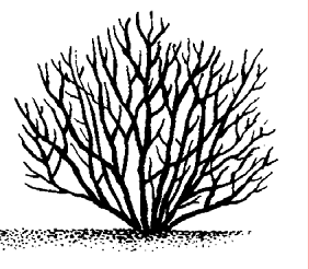 Keře a stromy Urči charakteristické znaky stromů a keřů.